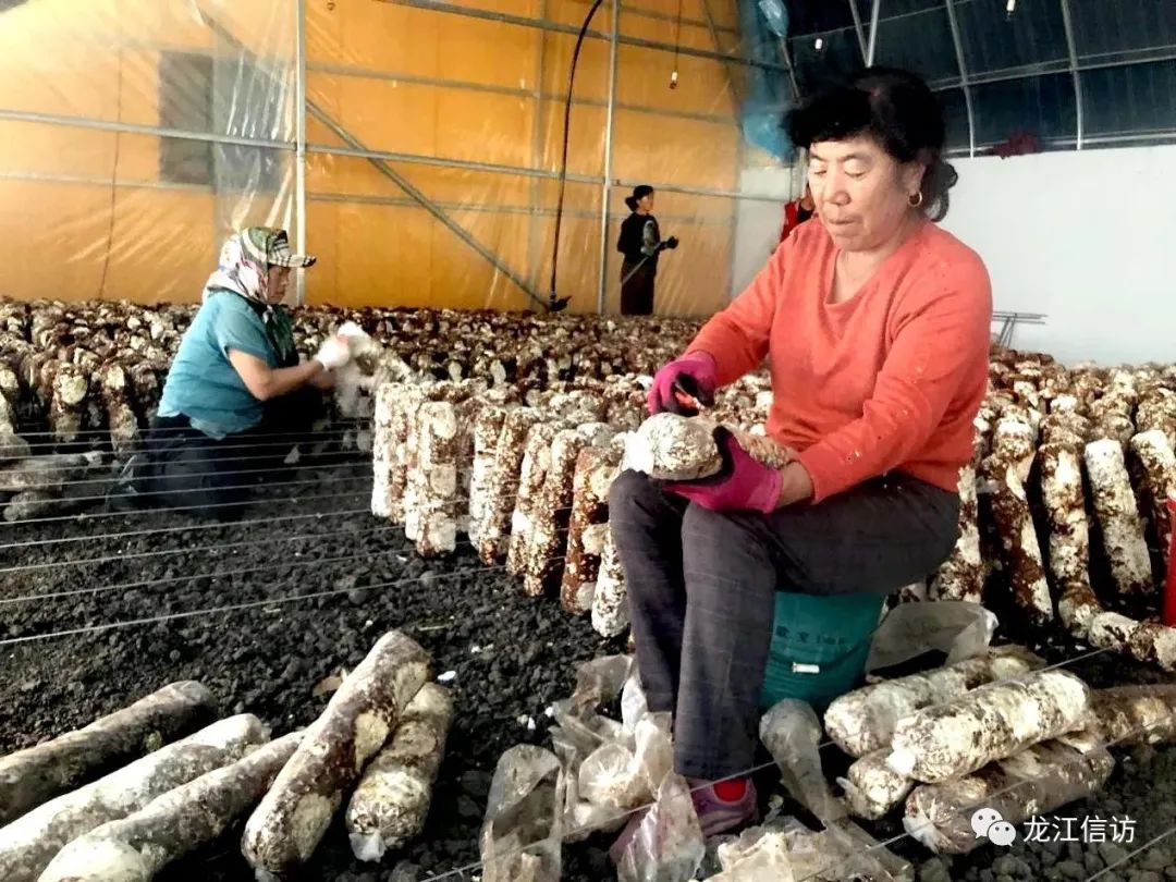 黑龙江明水县：菌菇产业撑起乡村振兴“致富伞”